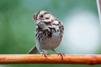 Close-up of bird perching on wooden post