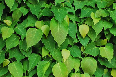 Full frame shot of green leaves