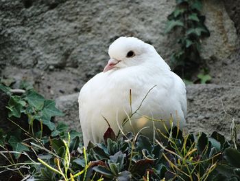 Close-up of a bird on field