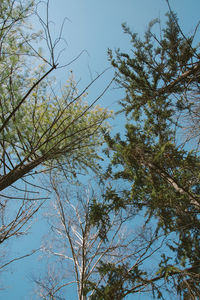 Low angle view of trees against blue sky