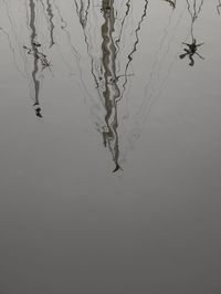 Close-up of bird against lake