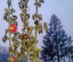 Low angle view of fruits hanging on tree against sky