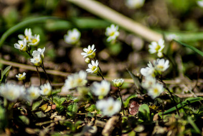 Close-up of plants