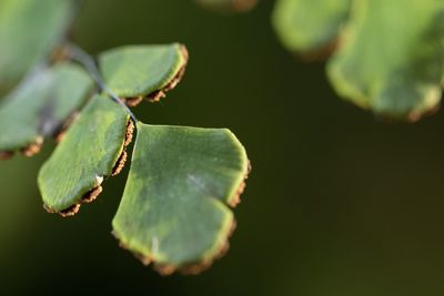 Close-up of green leaves