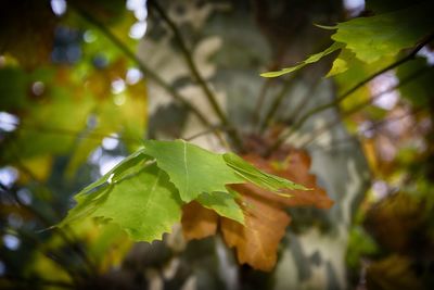 Close-up of fresh green leaves