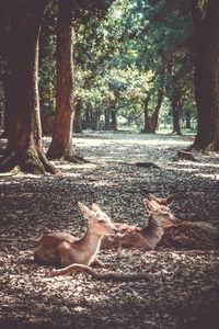 View of deer in forest