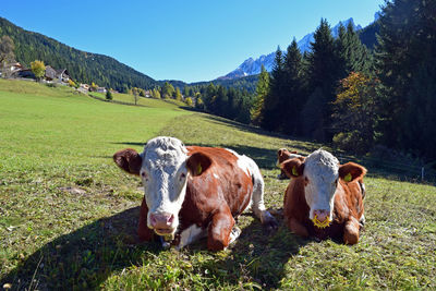 Cows relaxing on grass landscape against clear sky