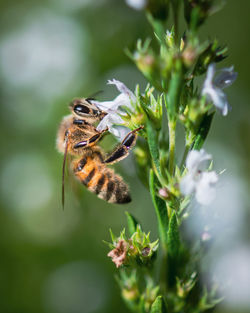 Close-up of bee pollinating on flower