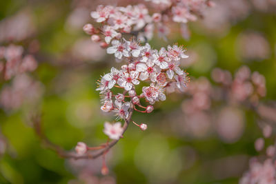 Close-up of pink flowers blooming outdoors