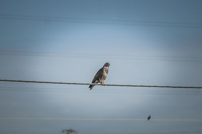 Bird perching on cable against clear sky