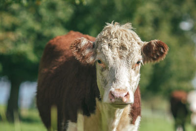 Cow grazing on field against sky