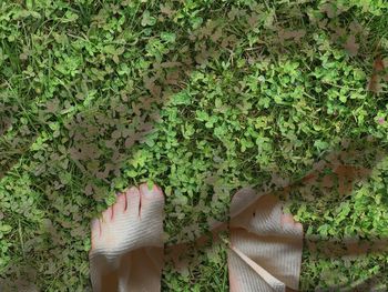 Low section of person standing by plants