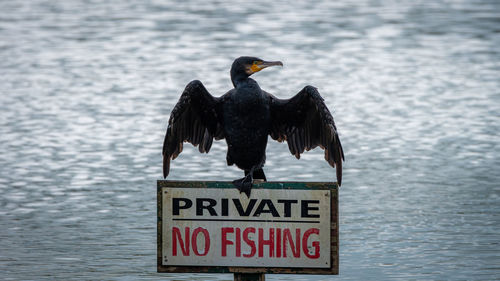 Bird perching on a sign