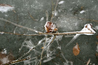 Close-up of snow on leaf during winter