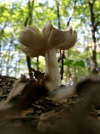 Mushroom growing in park