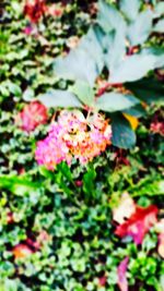 Close-up of flowers blooming in garden