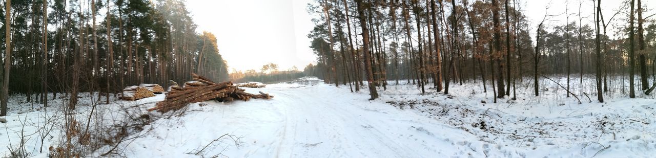 SNOW COVERED TREES IN FOREST AGAINST SKY DURING WINTER