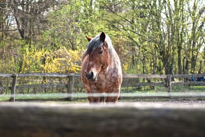 Horse against trees