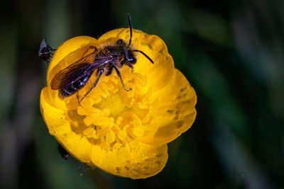 Close-up of insect on yellow flower