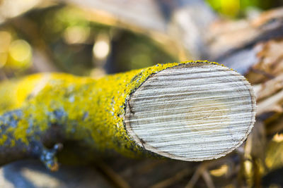 Wooden background, cut tree pattern. texture of cut and dry tree. tree age rings. cracks 