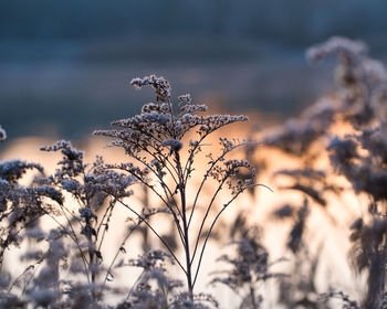 Close-up of plant against sea during winter