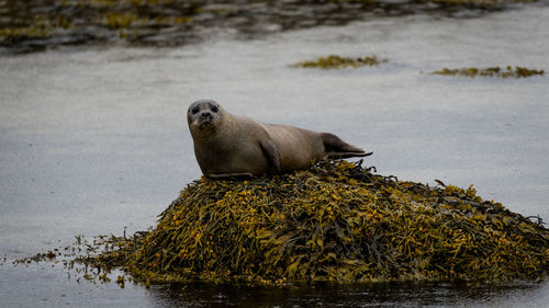 Seal relaxing on rock at beach