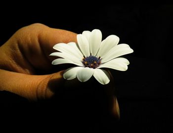 Close-up of hand holding flower over black background