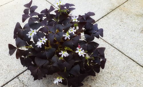 High angle view of potted plant