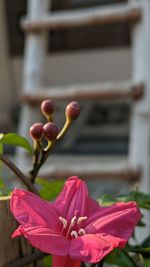 Close-up of pink flowering plant