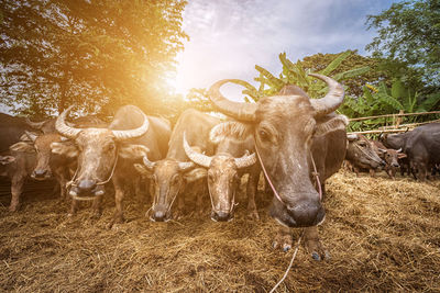 Water buffaloes on field