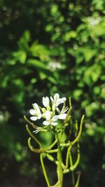 Close-up of white flowering plant