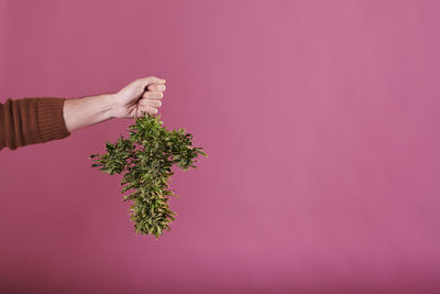 Cropped hand of woman holding plant