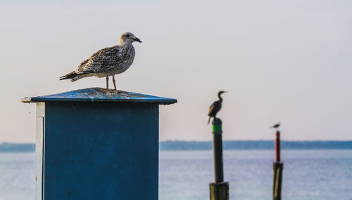 Seagull perching on wooden post