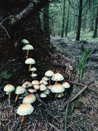 Close-up of mushrooms growing on field