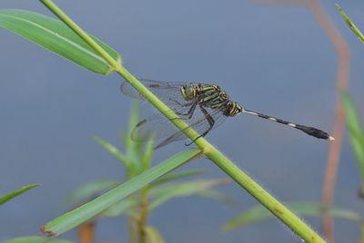 Close-up of damselfly on plant