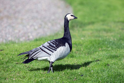 Side view of a bird on field