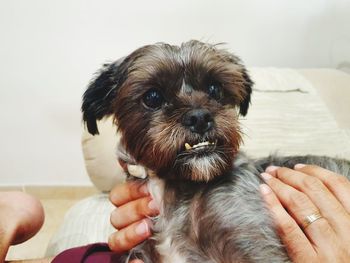 Close-up of hand holding small dog