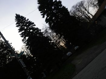Low angle view of trees against sky
