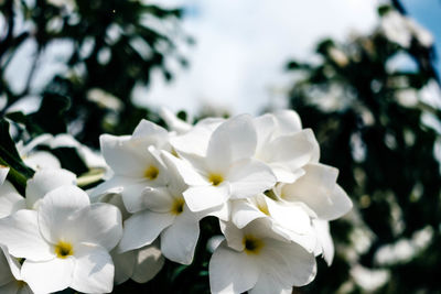 Close-up of white flowers blooming outdoors