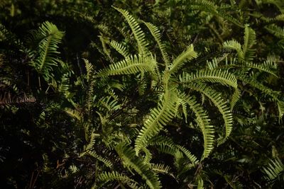 Close-up of palm tree