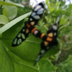 Close-up of butterfly on leaf
