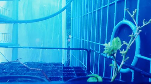 Close-up of plants growing by railing