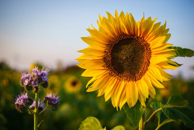 Close-up of sunflower