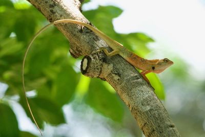 Close-up of insect on tree branch