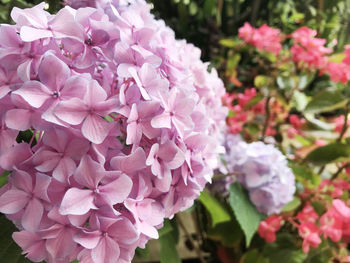 Close-up of pink flowering plant