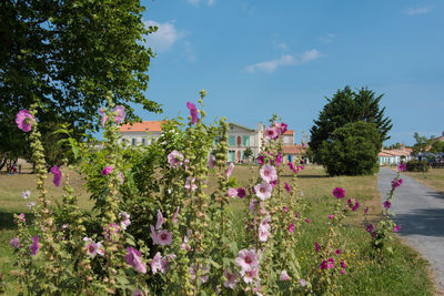 Flowering plants and trees by building against sky