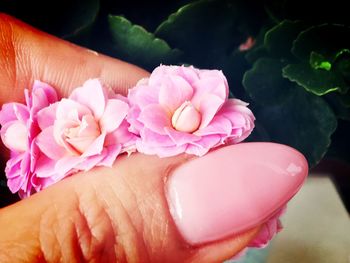 Close-up of hand holding pink flower