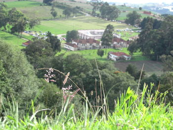 Scenic view of agricultural field