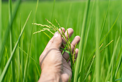 Midsection of person holding wheat growing on field