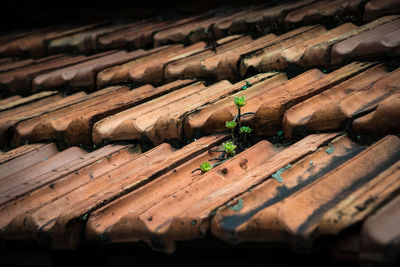 Close-up of wood